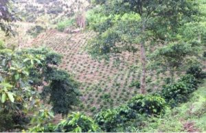 A hillside agricultural landscape with rows of small plants and trees, possibly a coffee or tea plantation.