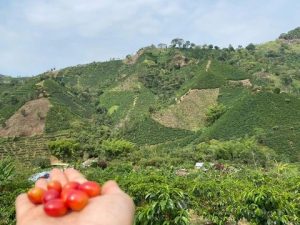 A hand holds red coffee cherries against a backdrop of lush, green coffee plantations on rolling hills.